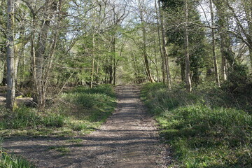 pathway in the woods