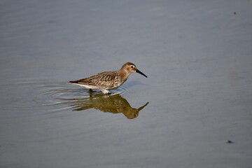 Alpenstrandläufer,  (Calidris alpina)