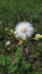 Vertical close-up of a Common Dandelion (Taraxacum officinale) white flower and its buds