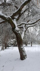 Vertical shot of trees in snow