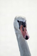 Closeup portrait of a Mute swan in the white background