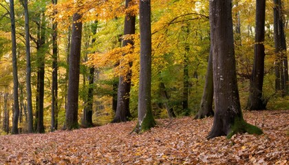 Obraz premium Forêt en Automne