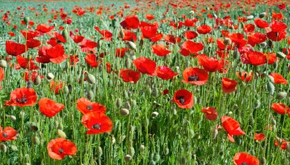 Fototapeta premium Éclat de coquelicots : Un champ de rouge vibrant
