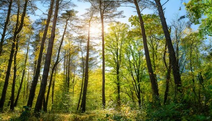 Fototapeta premium Sérénité Forestière : Rayons de Soleil Perçant la Canopée Verdoyante