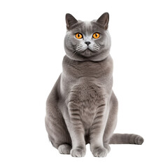 Obraz premium British Shorthair cat displayed in full body view against a transparent background, showcasing its plush coat and solid build.