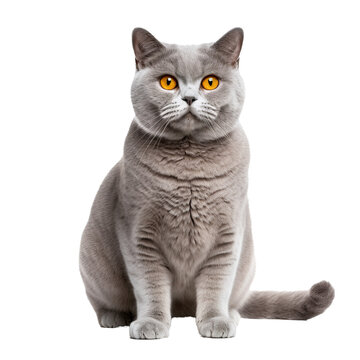 British Shorthair cat in full view, with dense coat, displayed against a clear, transparent background for easy editing.