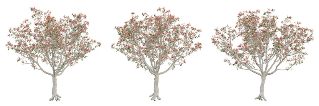 Old tree erythrina variegata on transparent background, png plant, 3d render illustration.