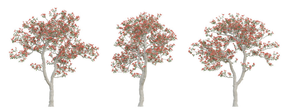Old tree erythrina variegata on transparent background, png plant, 3d render illustration.