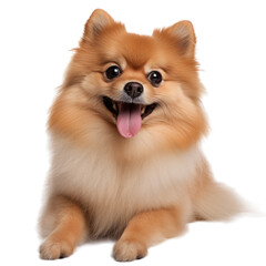 Fototapeta premium Portrait of a happy Pomeranian dog, transparent background (PNG)