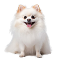 Portrait of a happy Pomeranian dog, transparent background (PNG)