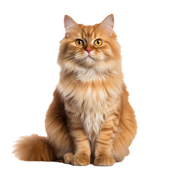 A full-bodied Persian cat, with its long, fluffy fur and expressive eyes, sits elegantly against a transparent background, exuding luxury and grace.