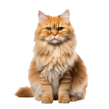 A fluffy full-body Persian cat with a luxurious coat and calm expression, isolated on a transparent background.