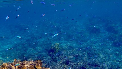 Fototapeta na wymiar 沖縄県慶良間諸島阿嘉島の珊瑚礁