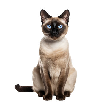 A full-bodied Siamese cat gracefully positioned, featuring its sleek, cream-colored coat and striking blue eyes, set against a transparent backdrop.