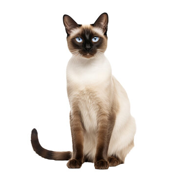 A Siamese cat, featuring its sleek, cream-colored coat and dark extremities, stands gracefully with a full-body view against a transparent background.