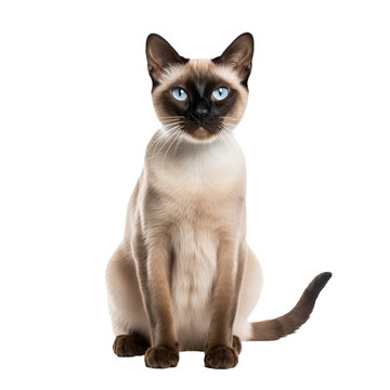 Siamese cat, sleek and elegant, poses with piercing blue eyes and distinctive color points, displayed in full body on a transparent background.