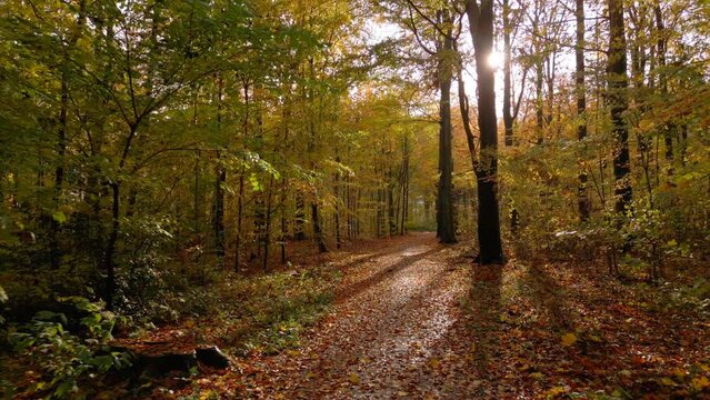 Autumn forest on a sunny day