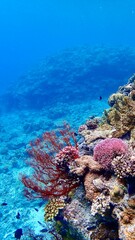 沖縄県慶良間諸島阿嘉島の赤珊瑚
