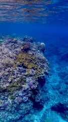 Fototapeta na wymiar 沖縄県慶良間諸島阿嘉島の珊瑚礁