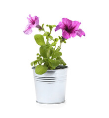 Naklejka na ściany i meble Petunia in metal flower pot isolated on white