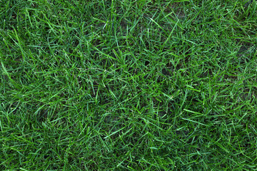 Fresh green grass growing outdoors on summer day, top view