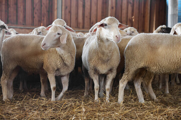 Many sheep in barn on farm. Cute animals