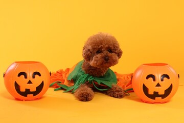 Happy Halloween. Cute Maltipoo dog dressed in costume and pumpkin treat buckets on orange background