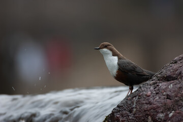 merlo acquaiolo (Cinclus cinclus) dipper