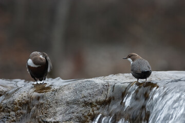 merlo acquaiolo (Cinclus cinclus) dipper