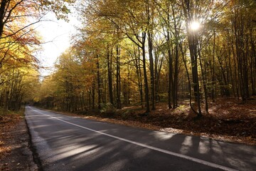 Beautiful view of asphalt road going through autumn forest