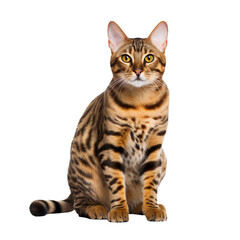 Bengal cat captured in full body view, vivid markings showcased against a transparent backdrop.