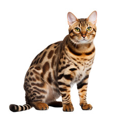Full body Bengal cat poised gracefully on a transparent backdrop, showcasing its striking spotted coat and lithe feline form.