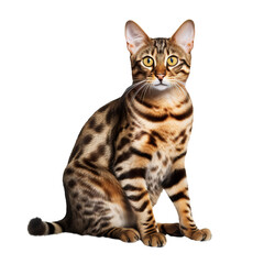 A full-bodied Bengal cat, with distinctive marbled coat, stands alert on a clear, transparent background, showcasing its wild appearance.