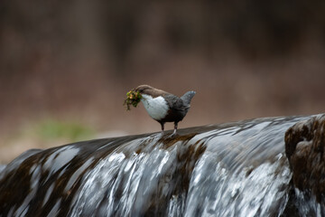 merlo acquaiolo (Cinclus cinclus) dipper
