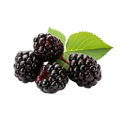 A detailed full body illustration of a ripe blackberry fruit on a clear background, showcasing its plump, dark berries.