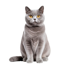 Fototapeta premium British Shorthair cat, plush coat, calm demeanor, sits with attentive gaze, full body displayed on transparent background.