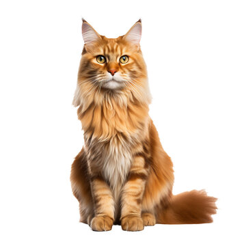 Maine Coon cat with bushy tail and tufted ears, full body, standing on a transparent background displaying its long, dense fur coat.
