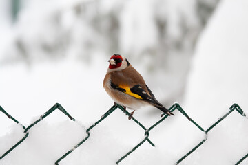 cardellino, goldfinch (Carduelis carduelis)