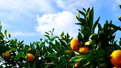 みかん園の秋の味が実ったみかんの木