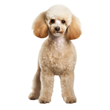 A full-body illustration of a poodle on a transparent background, displaying the dog's curly fur and distinct breed characteristics.