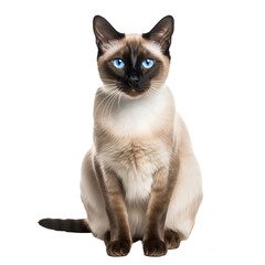 Siamese cat in full-body view, poised and graceful, with a sleek coat, vivid blue eyes, and striking color points, isolated against a transparent background.