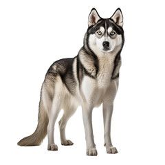 Naklejka na ściany i meble Siberian Husky dog, full body visible, stands alert on a transparent background, showcasing its thick fur and piercing blue eyes.