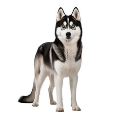 Naklejka na ściany i meble A full-body image of a Siberian Husky dog with a thick coat and piercing eyes, displayed on a clear, transparent background.