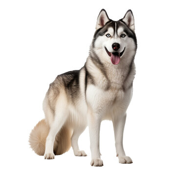 A full-body image of a Siberian Husky dog showcased on a transparent background, displaying its distinctive thick coat and alert stance.
