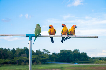 Sun conure parrots standing on rack. Sun conures are among the most colorful parrots with playful...