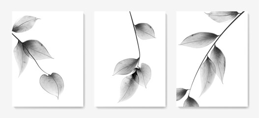 Art background with black and white transparent leaves on a branch in a watercolor style. Botanical poster set for decoration, print, packaging, interior design, poster.