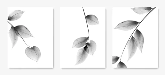 Fotobehang Art background with black and white transparent leaves on a branch in a watercolor style. Botanical poster set for decoration, print, packaging, interior design, poster. © VectorART