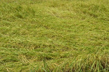 rice field in the countryside