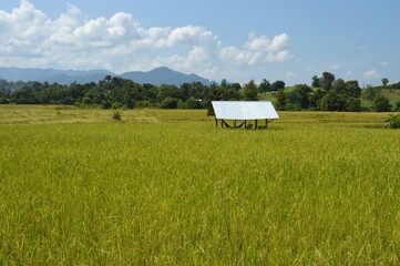 rice field in the countryside