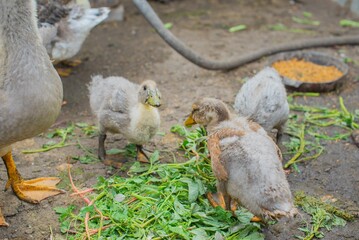 Geese and ducks, gray and white, are bred in the village. High quality photo